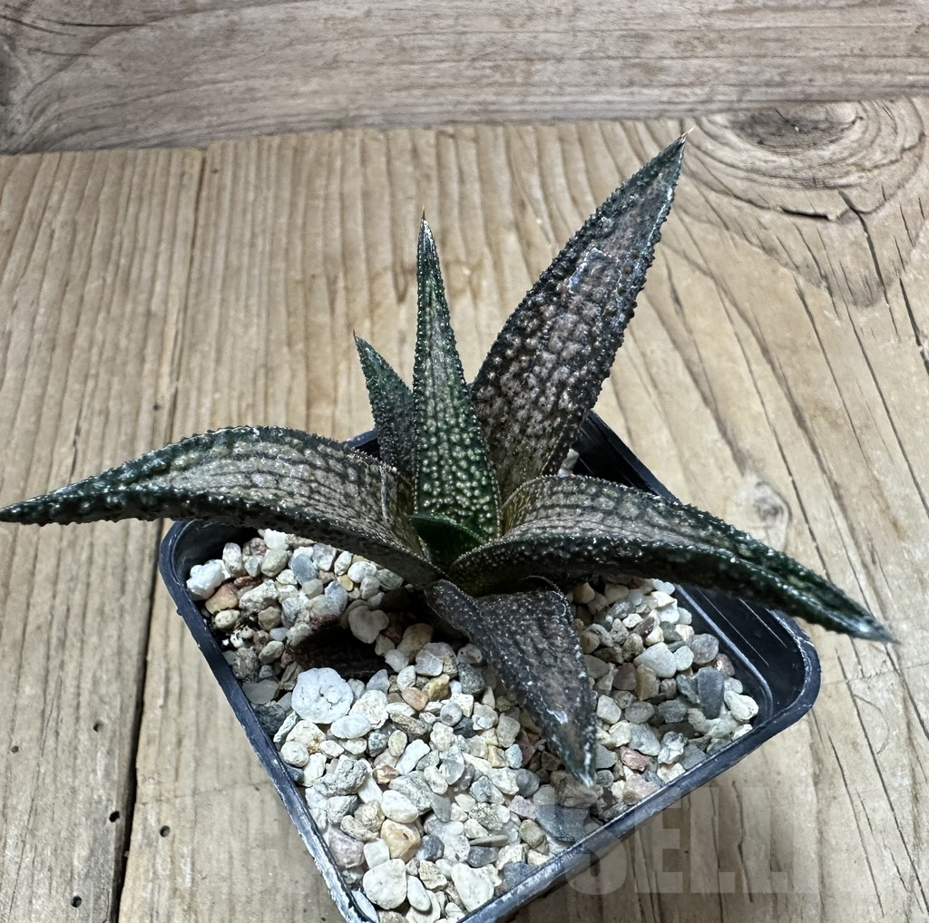 SHPR34934 Haworthia koelmaniorum hybrid - Image 2