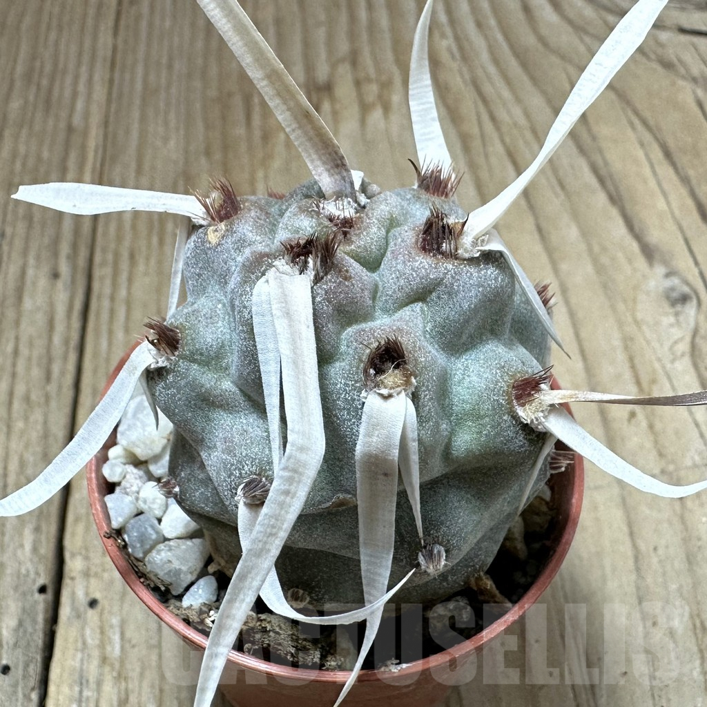 SHPR34991 Tephrocactus papyracanthus