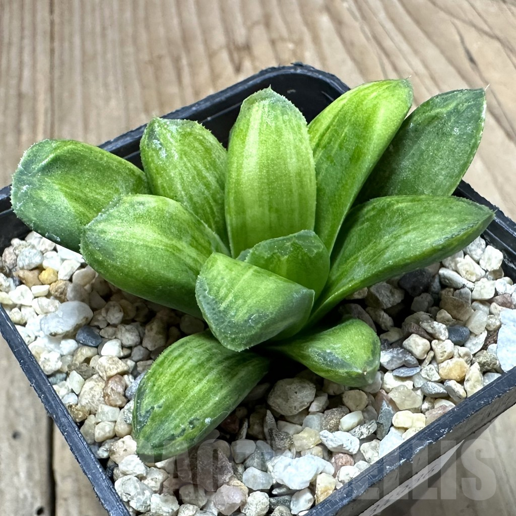 SHPR34936 Haworthia ‘Gold rush’