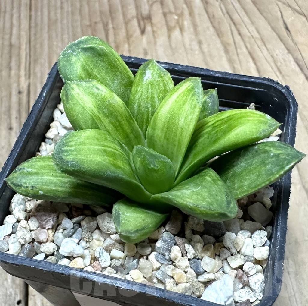 SHPR34936 Haworthia ‘Gold rush’ - Image 2
