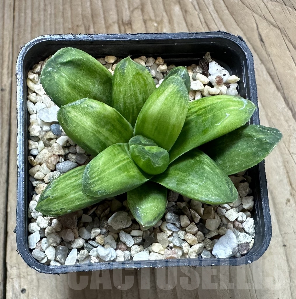SHPR34936 Haworthia ‘Gold rush’ - Image 3