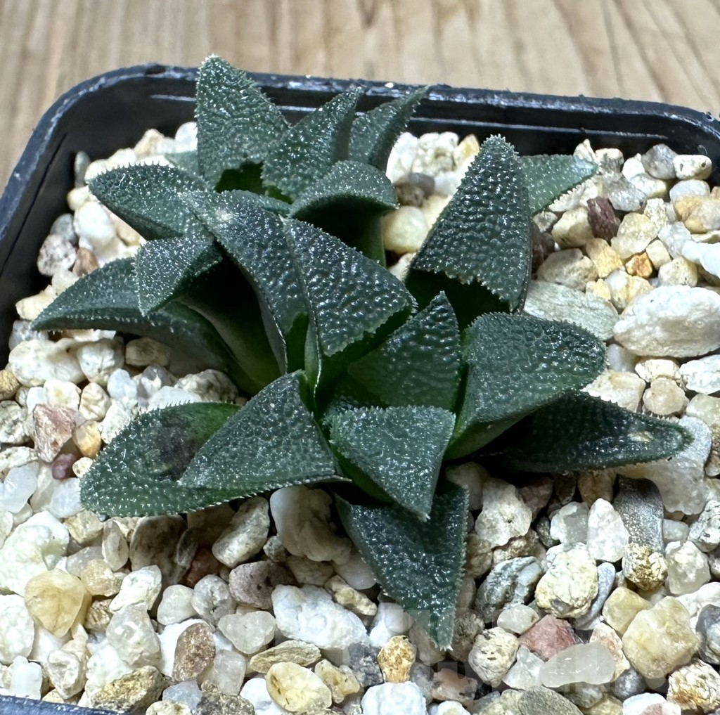 SHPR34937 Haworthia magnifica C 389