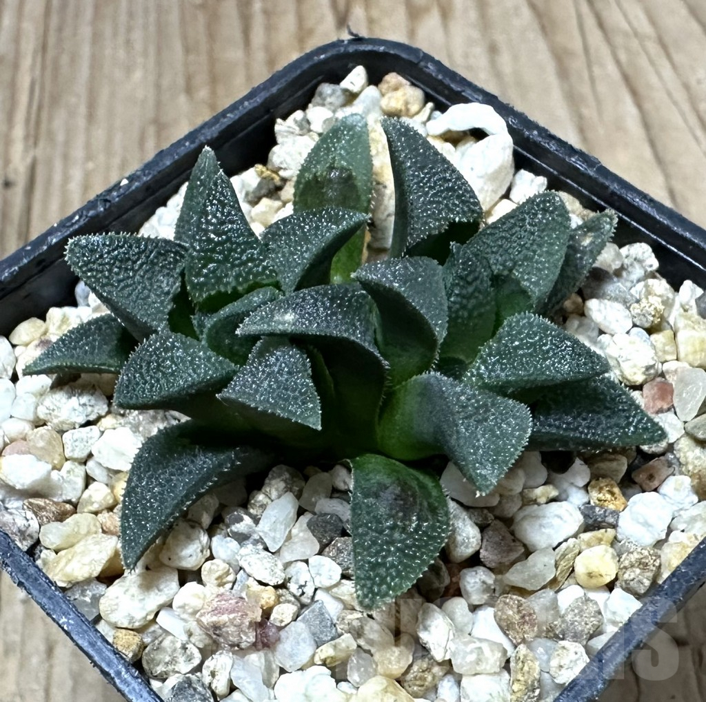 SHPR34937 Haworthia magnifica C 389 - Image 2