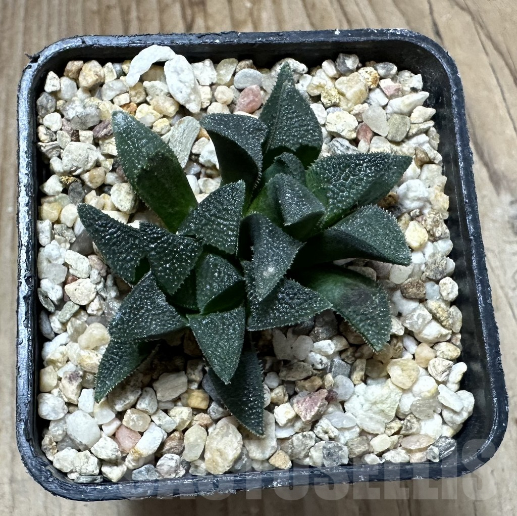 SHPR34937 Haworthia magnifica C 389 - Image 3