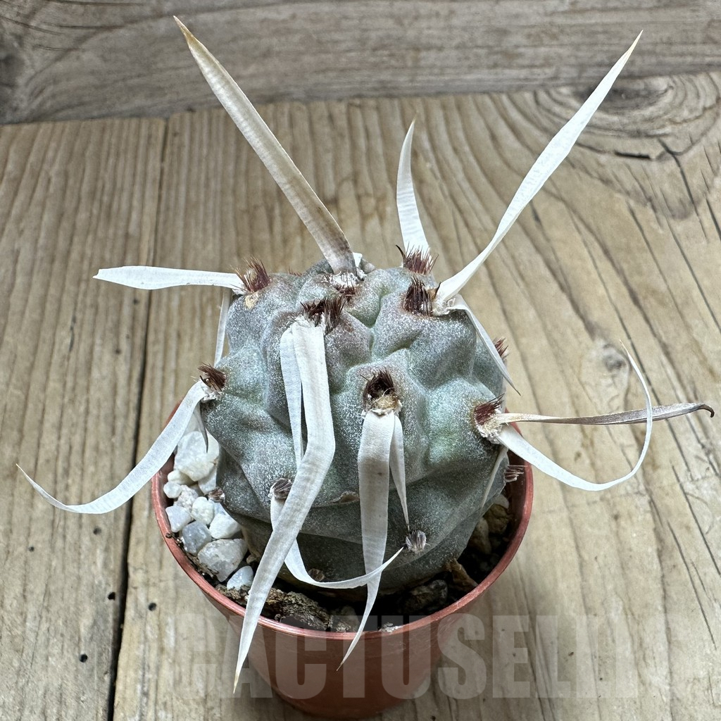 SHPR34991 Tephrocactus papyracanthus - Image 2