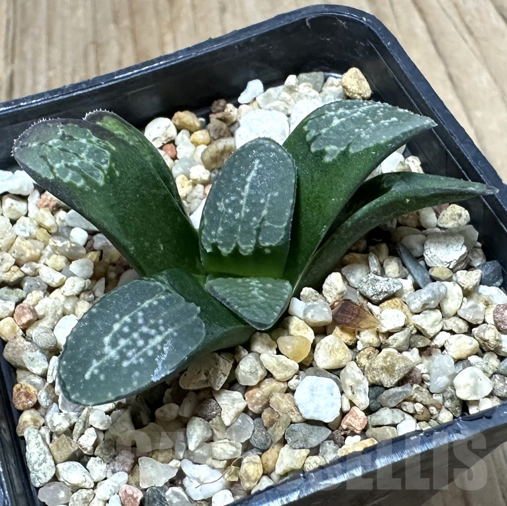 SHPR34939 Haworthia groenewaldii