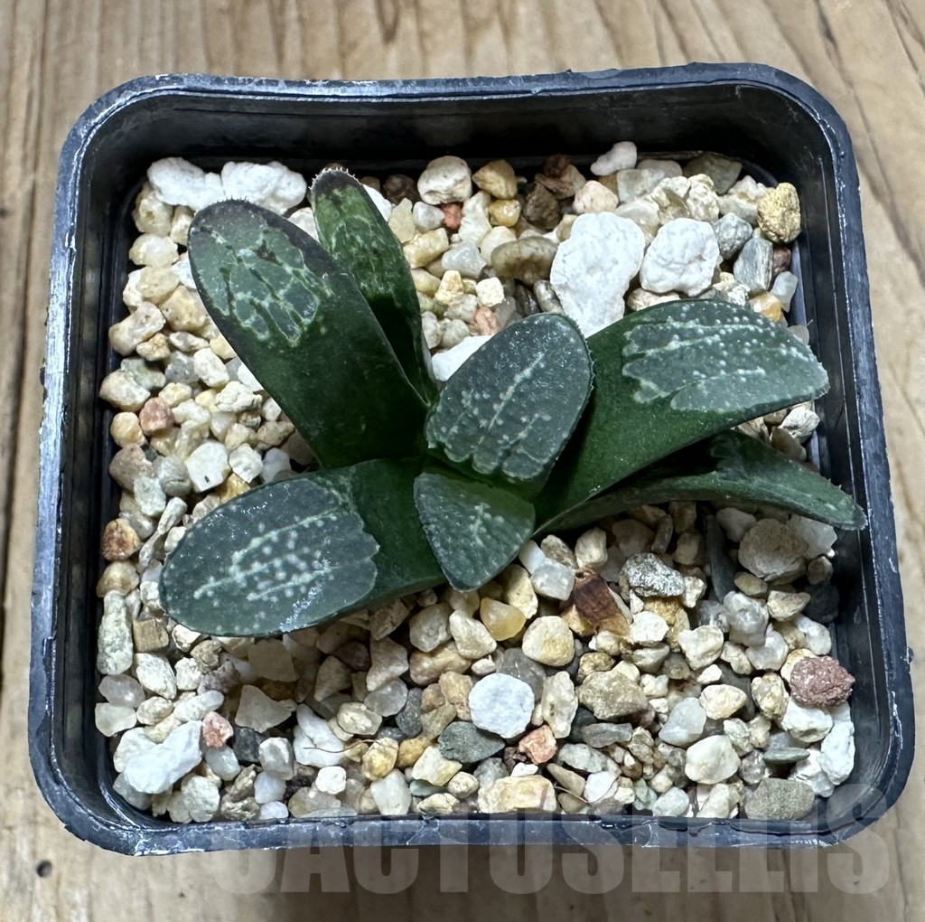 SHPR34939 Haworthia groenewaldii - immagine 2