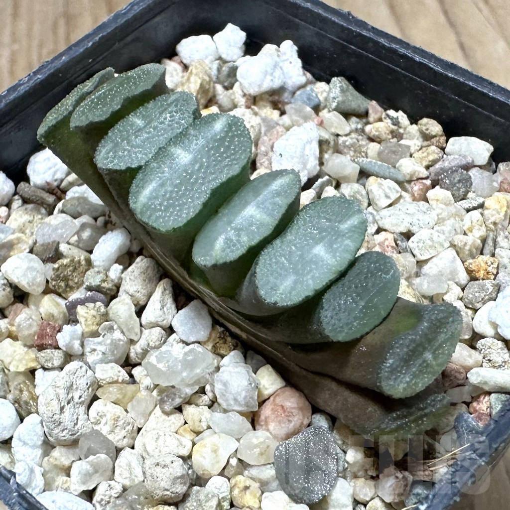 SHPR34941 Haworthia truncata -Japan-