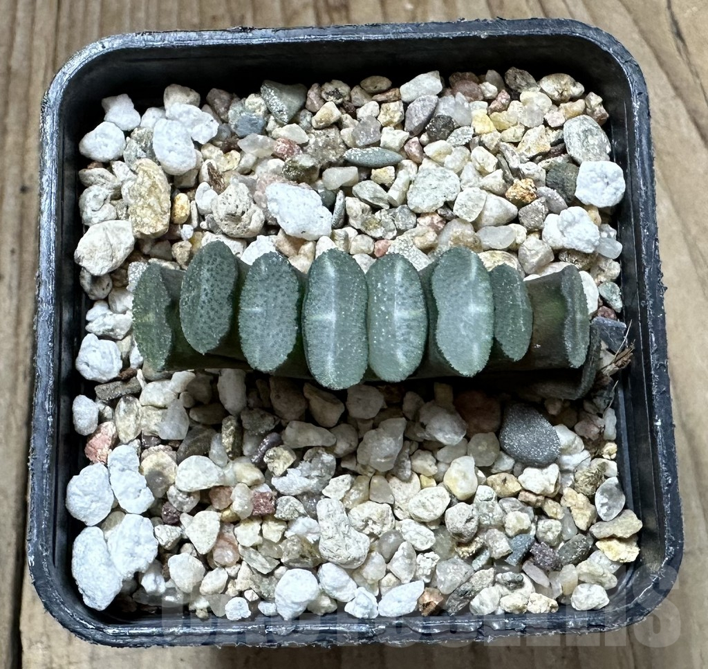 SHPR34941 Haworthia truncata -Japan- - Image 2