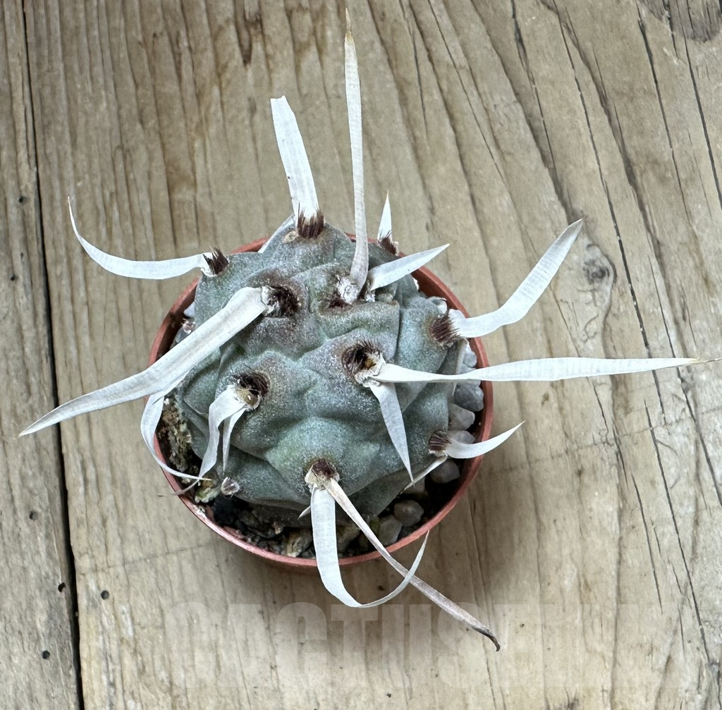 SHPR34991 Tephrocactus papyracanthus - Image 3