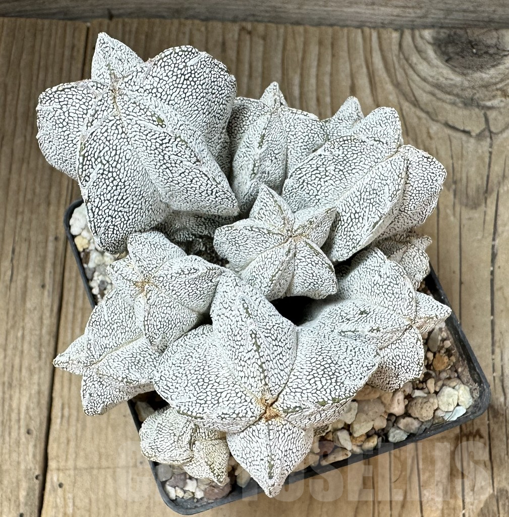 SHPR34984 Astrophytum myriostigma ‘Onzuka’ - Obrázek 2
