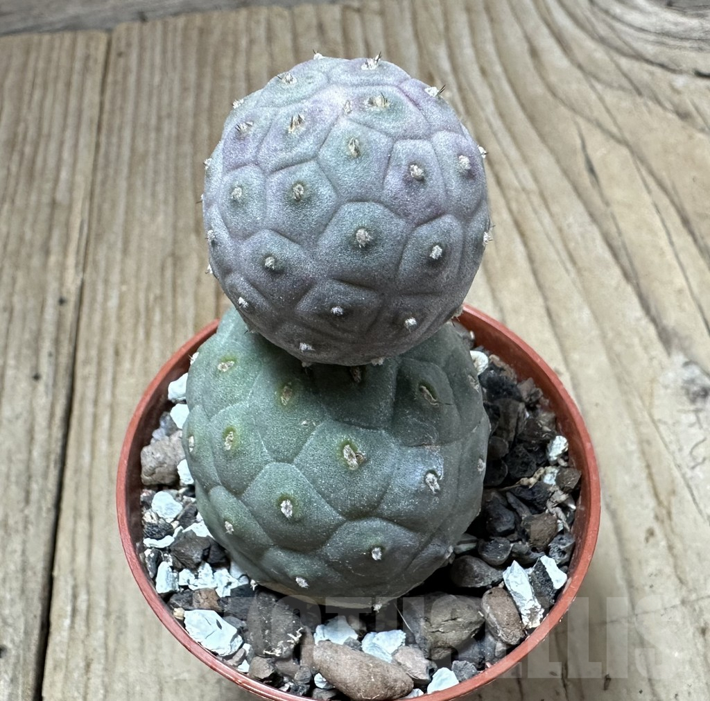 SHPR34986 Tephrocactus geometricus - immagine 2