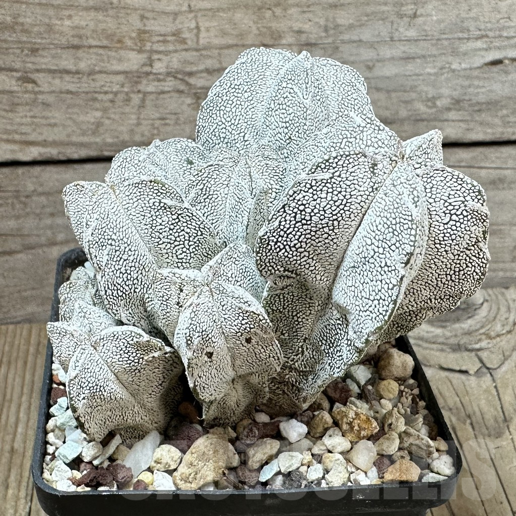 SHPR34984 Astrophytum myriostigma ‘Onzuka’ - Obrázek 3