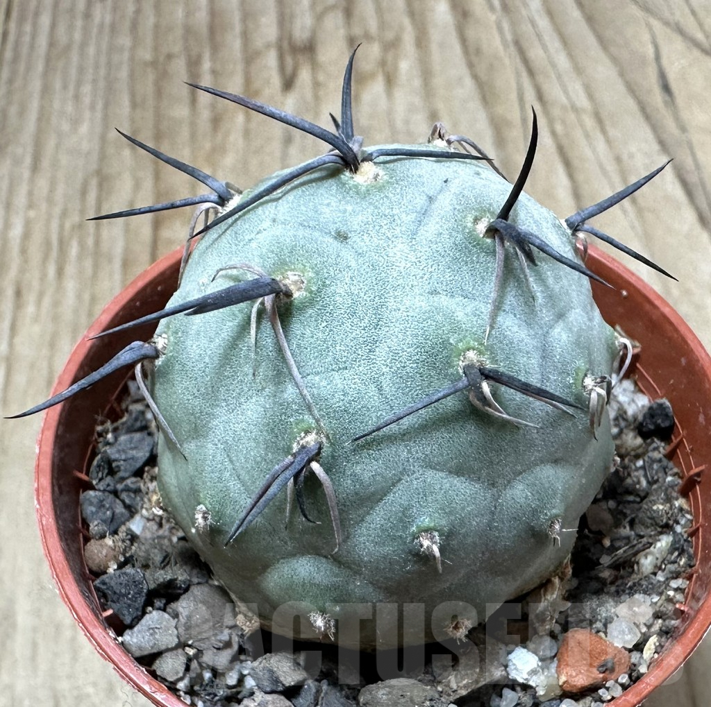 SHPR34985 Tephrocactus geometricus
