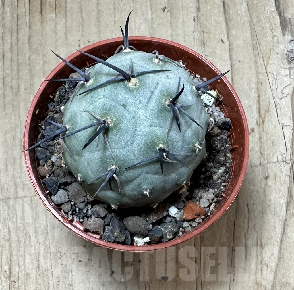 SHPR34985 Tephrocactus geometricus - immagine 2