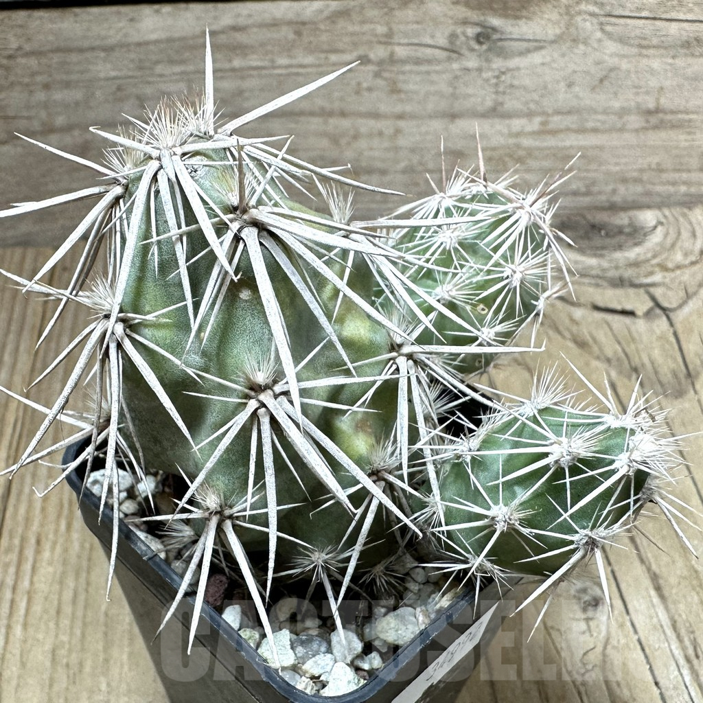 SHPR34992 Corynopuntia stanlyi v. parishii NPE 5318