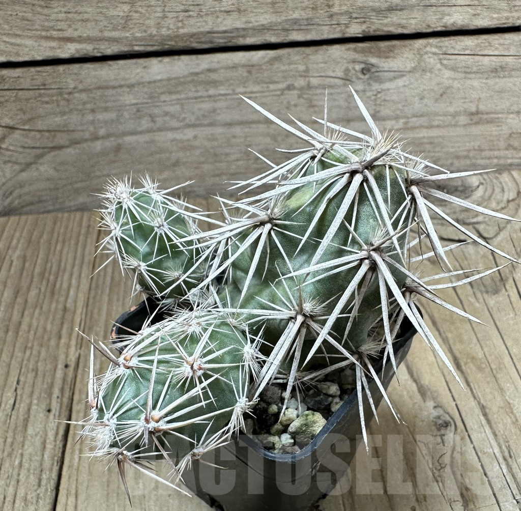 SHPR34992 Corynopuntia stanlyi v. parishii NPE 5318 - Image 2