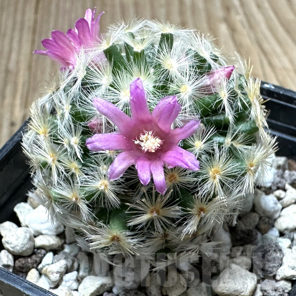 SHPR34994 Mammillaria schiedeana hybrid - Imagen 2