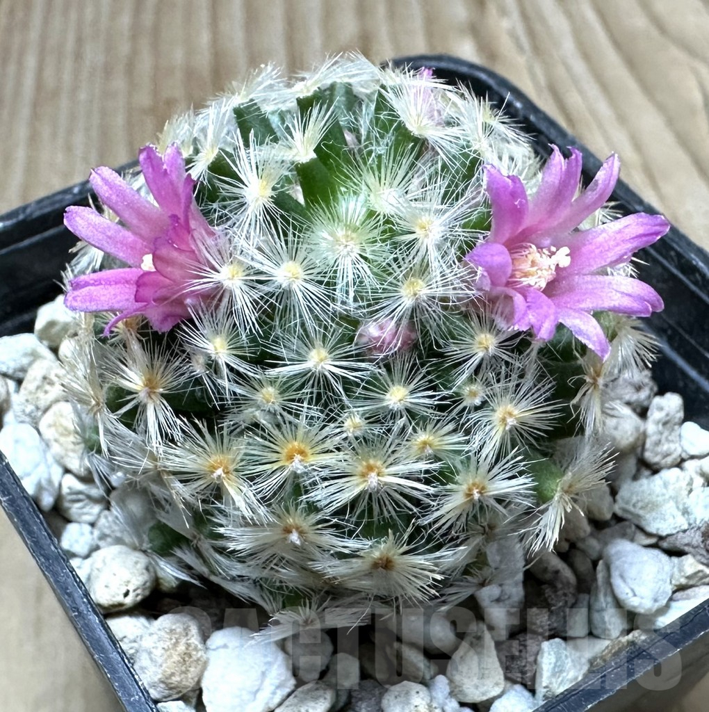 SHPR34994 Mammillaria schiedeana hybrid