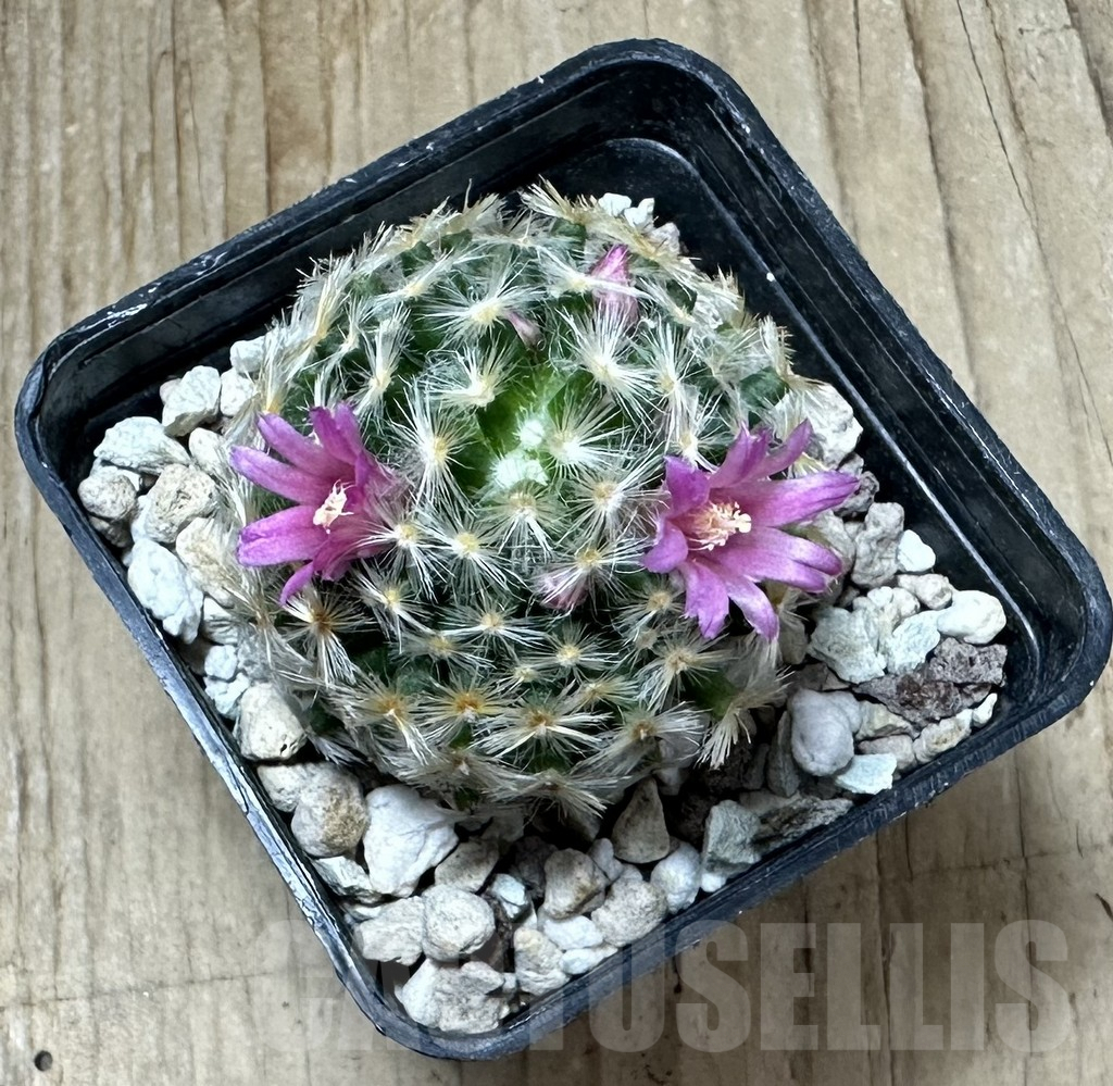 SHPR34994 Mammillaria schiedeana hybrid - Imagen 3