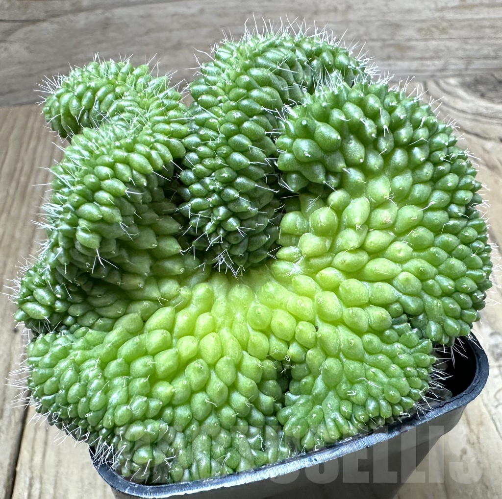 SHPR34995 Mammillaria bucareliensis f. cristata