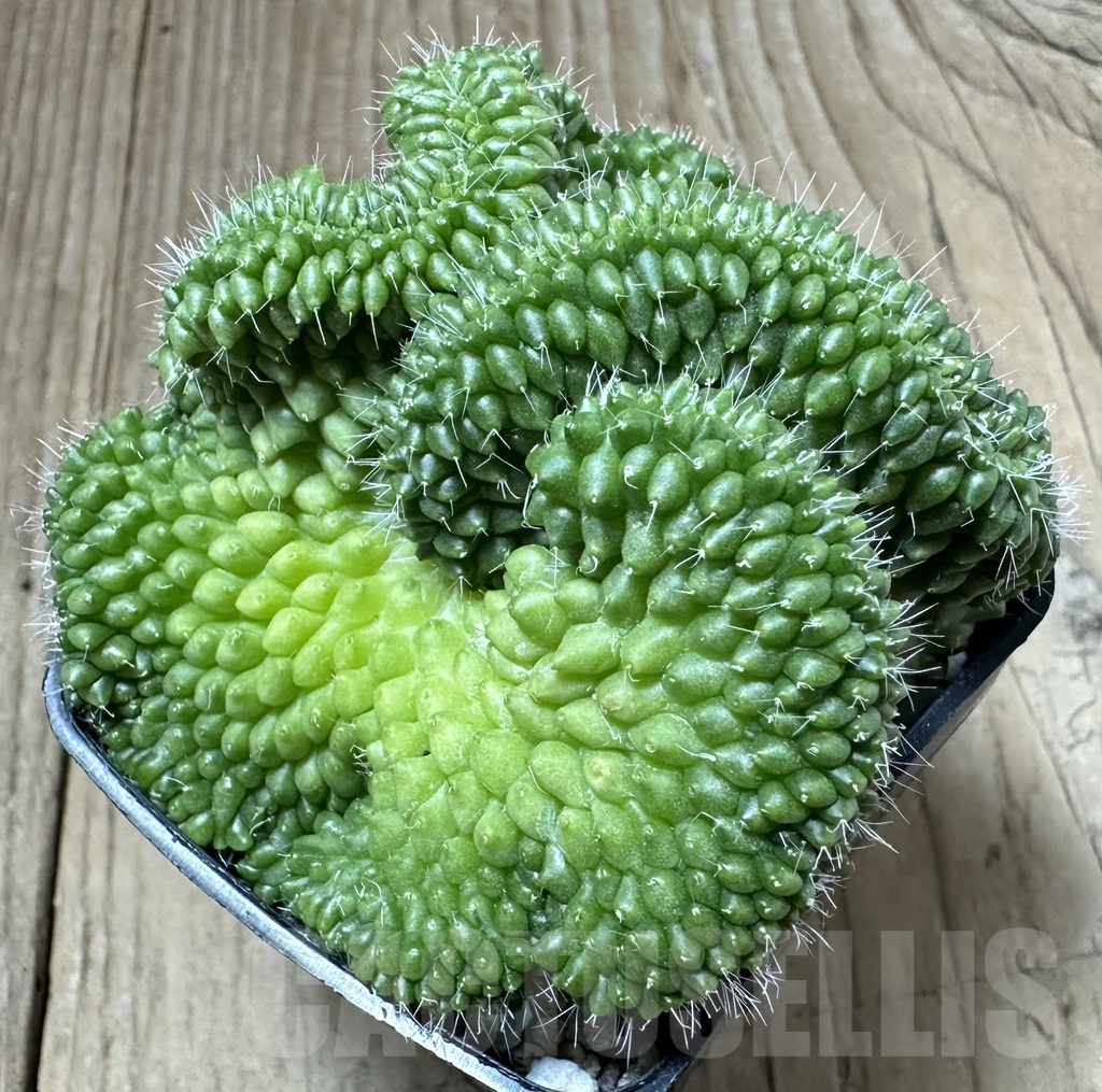 SHPR34995 Mammillaria bucareliensis f. cristata - Image 2