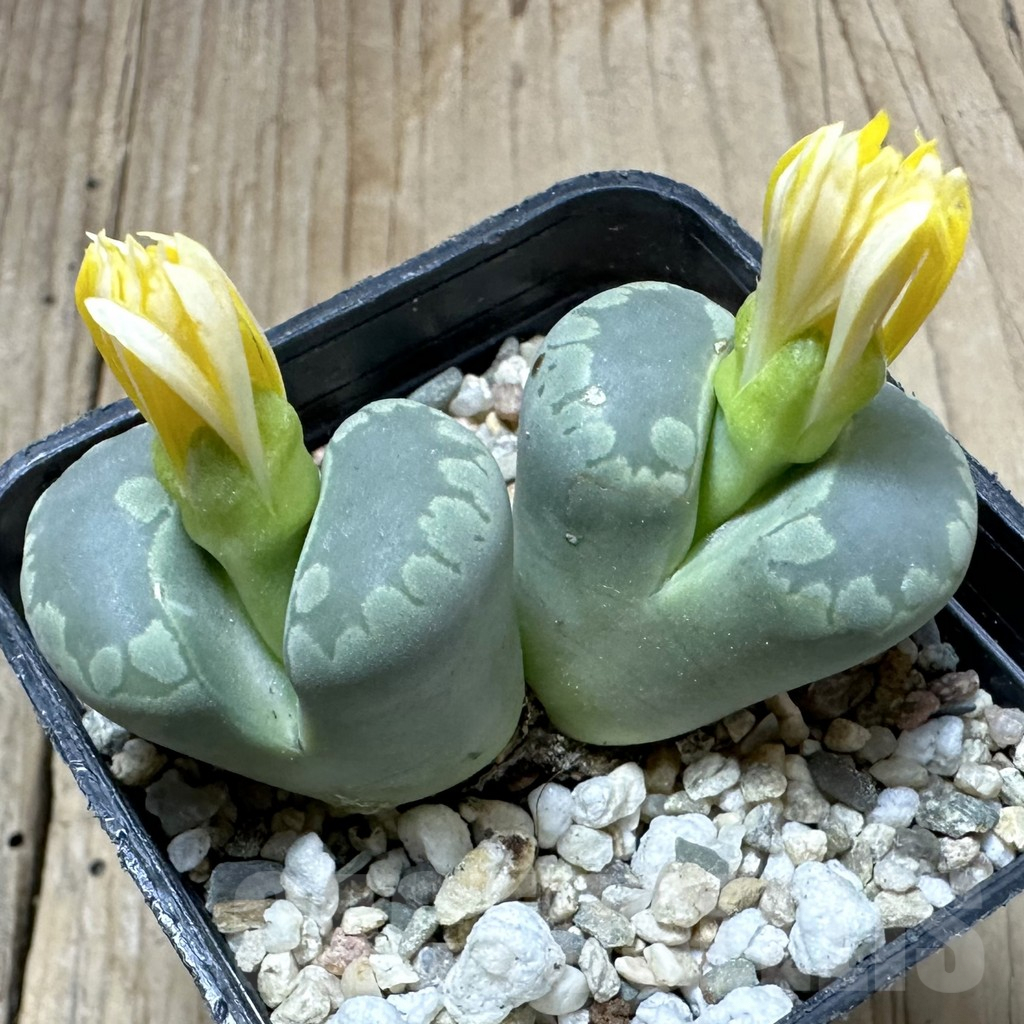 SHPR34996 Lithops otzeniana - Imagen 2