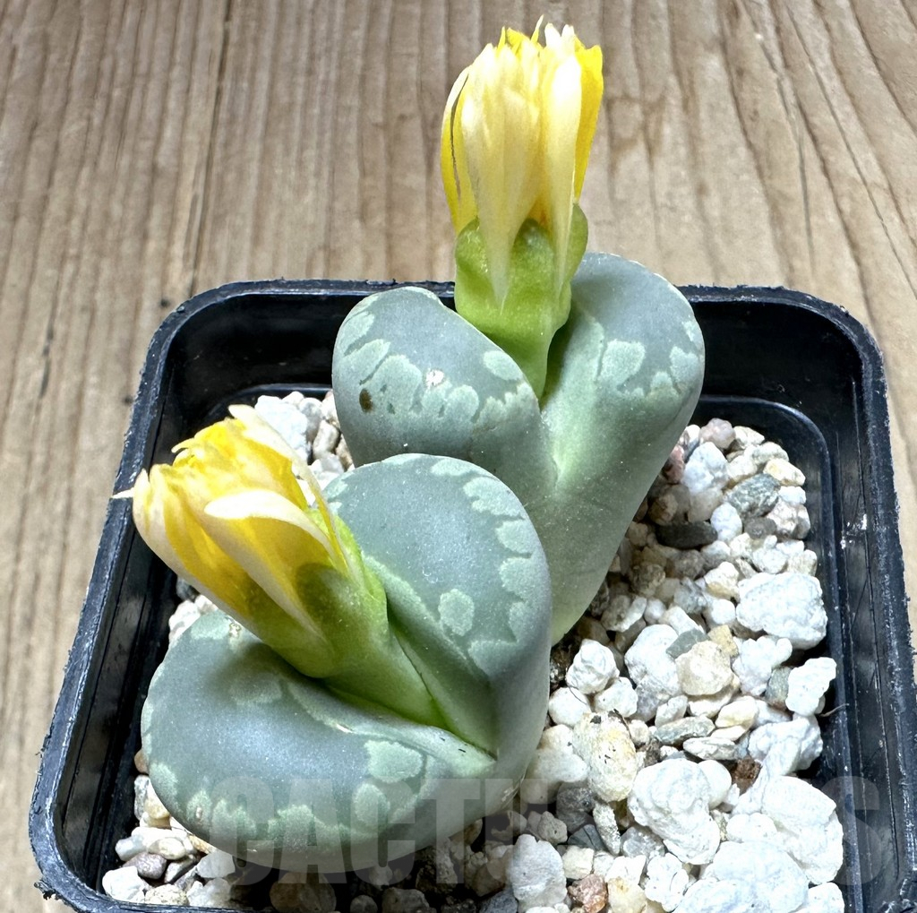 SHPR34996 Lithops otzeniana