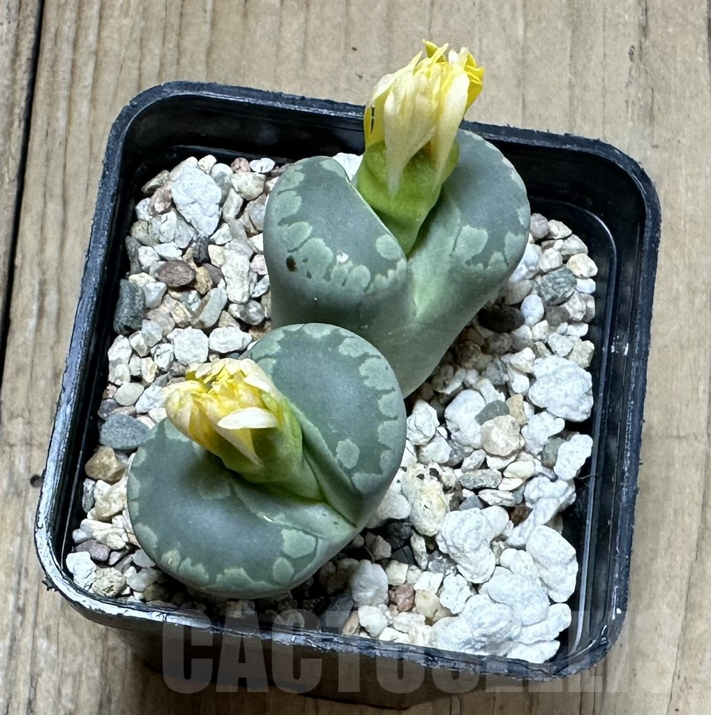 SHPR34996 Lithops otzeniana - Imagen 3