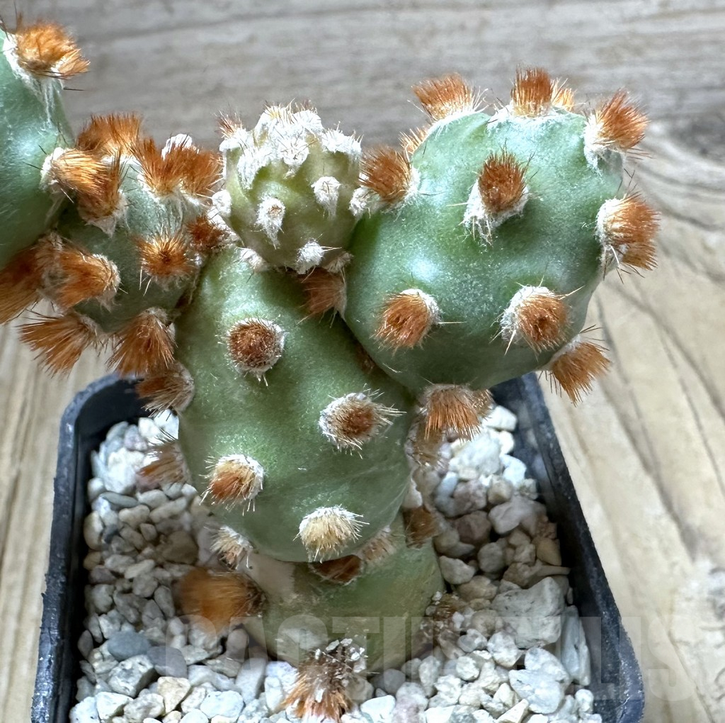 SHPR34999 Tephrocactus molinensis