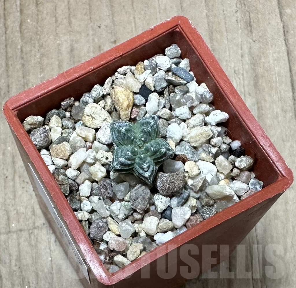 SHPR34902 Aztekium valdezii VM 1040, own roots – Bild 2