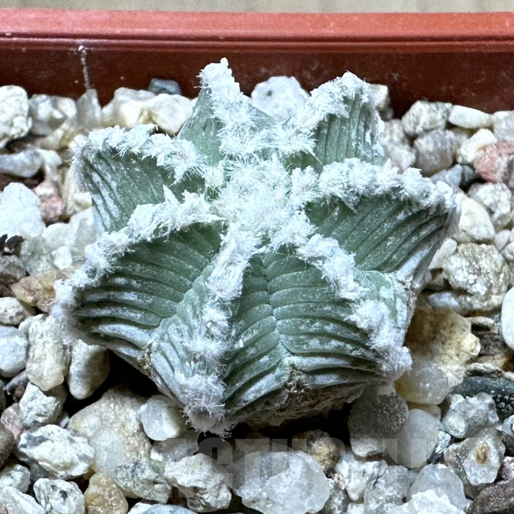 SHPR34904 Aztekium hintonii VM 148 -Sierra Tapias-, own roots