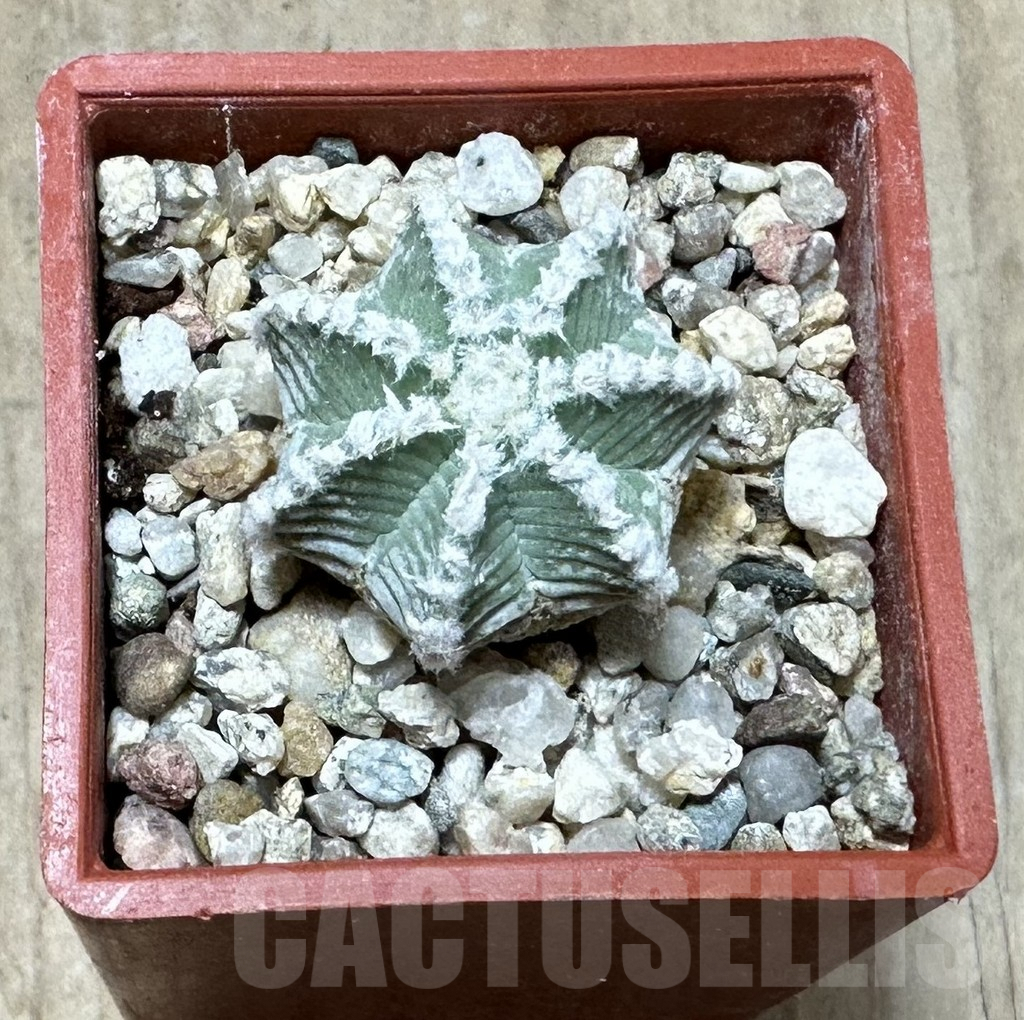 SHPR34904 Aztekium hintonii VM 148 -Sierra Tapias-, own roots – Bild 2