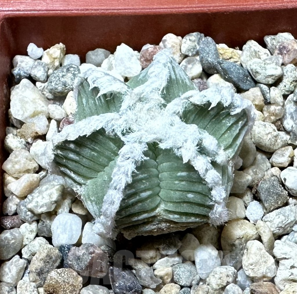 SHPR34905 Aztekium hintonii VM 148 -Sierra Tapias-, own roots