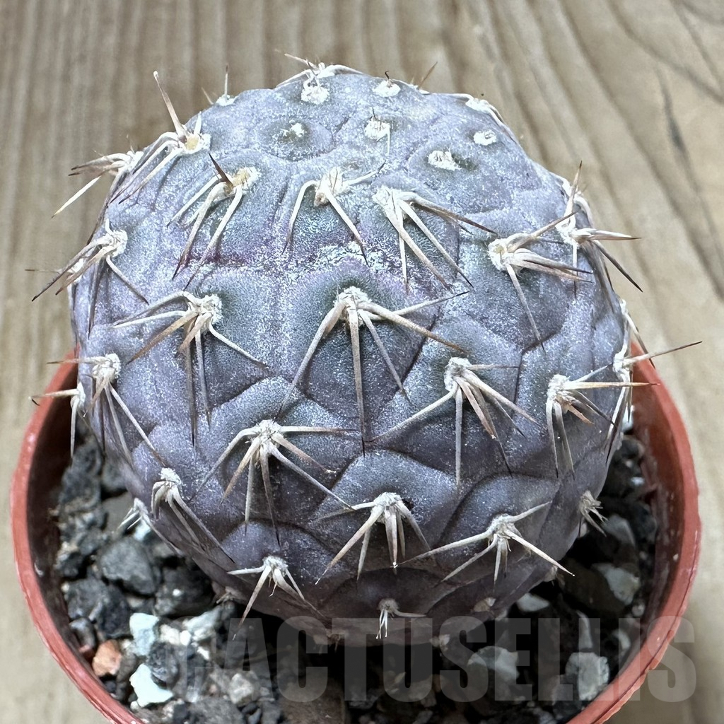 SHPR34988 Tephrocactus geometricus