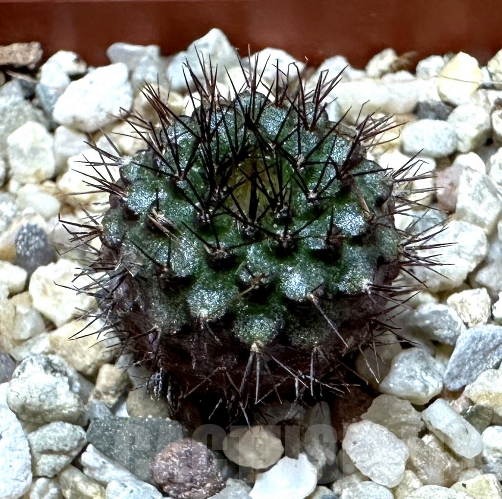 SHPR34906 Frailea atrobella VOS 08-322