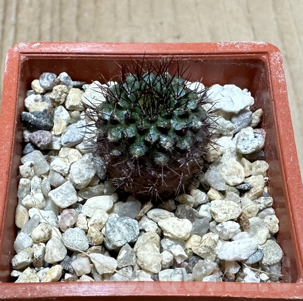 SHPR34906 Frailea atrobella VOS 08-322 – Bild 2