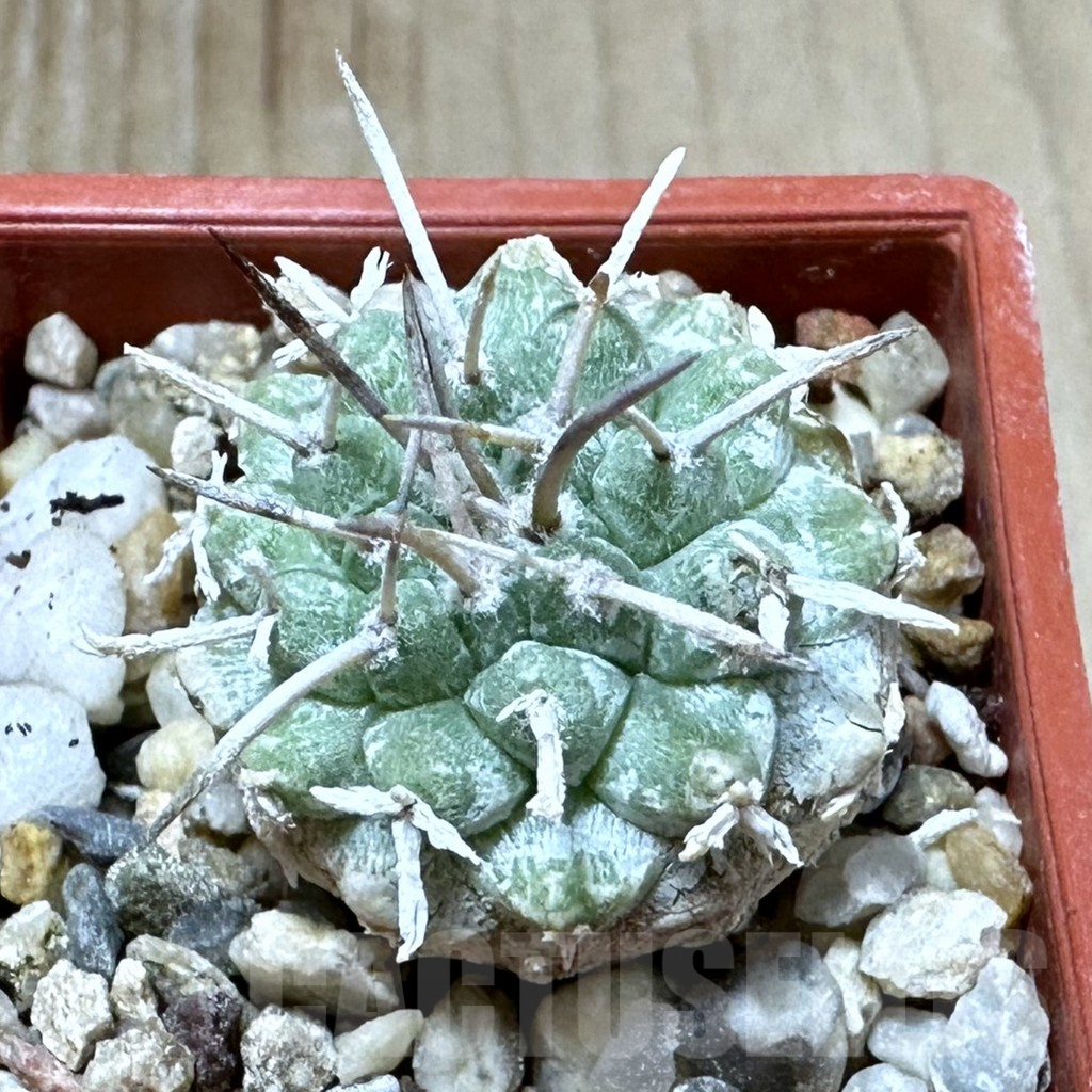 SHPR34908 Strombocactus corregidorae VM 974