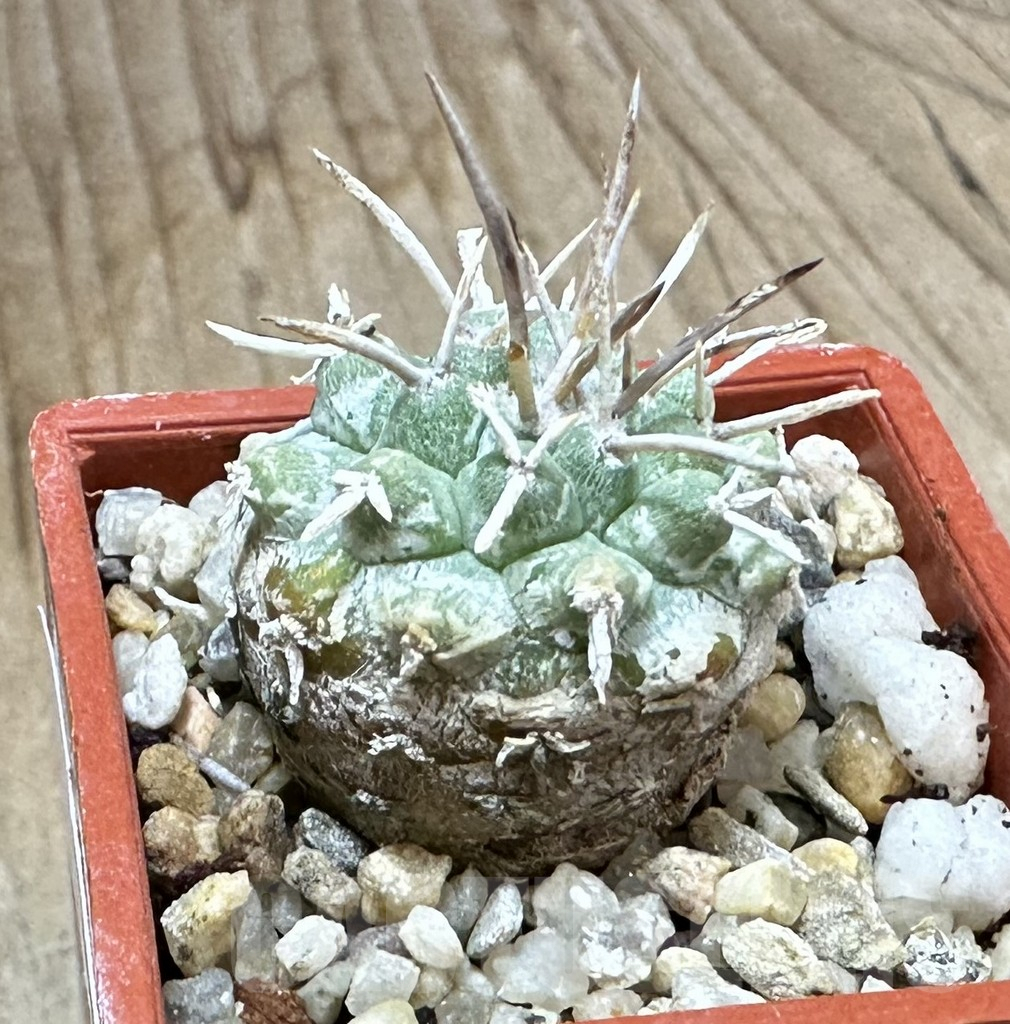 SHPR34908 Strombocactus corregidorae VM 974 - Image 2