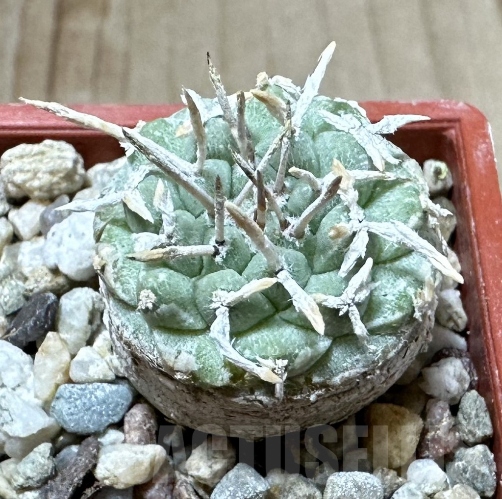 SHPR34909 Strombocactus corregidorae VM 974