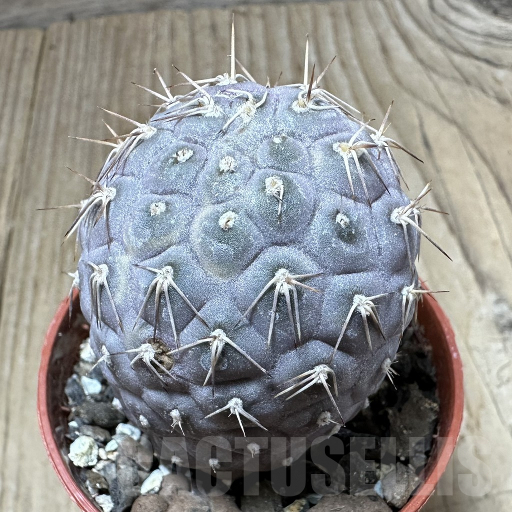 SHPR34988 Tephrocactus geometricus - immagine 2