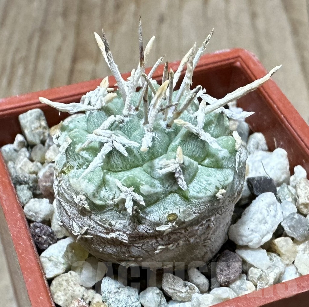 SHPR34909 Strombocactus corregidorae VM 974 – Bild 2