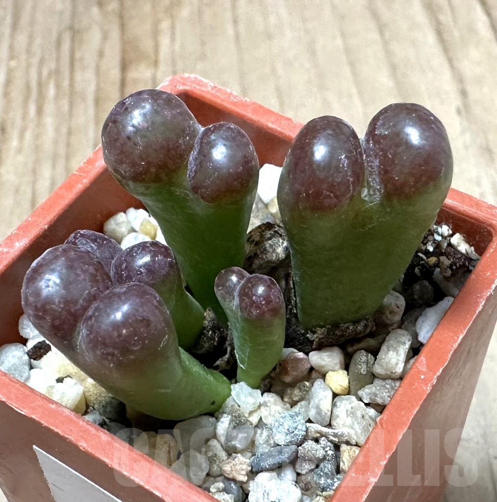 SHPR34912 Conophytum pellucidum v. neohallii ‘Makin’s plum’