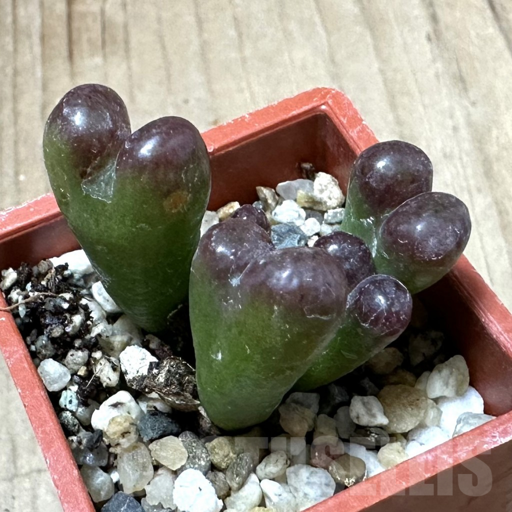 SHPR34912 Conophytum pellucidum v. neohallii ‘Makin’s plum’ - Image 2