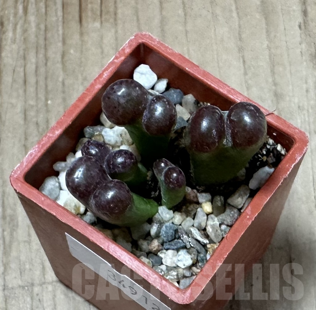 SHPR34912 Conophytum pellucidum v. neohallii ‘Makin’s plum’ - Image 3