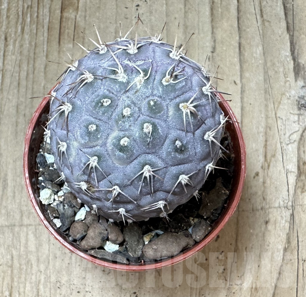 SHPR34988 Tephrocactus geometricus - immagine 3