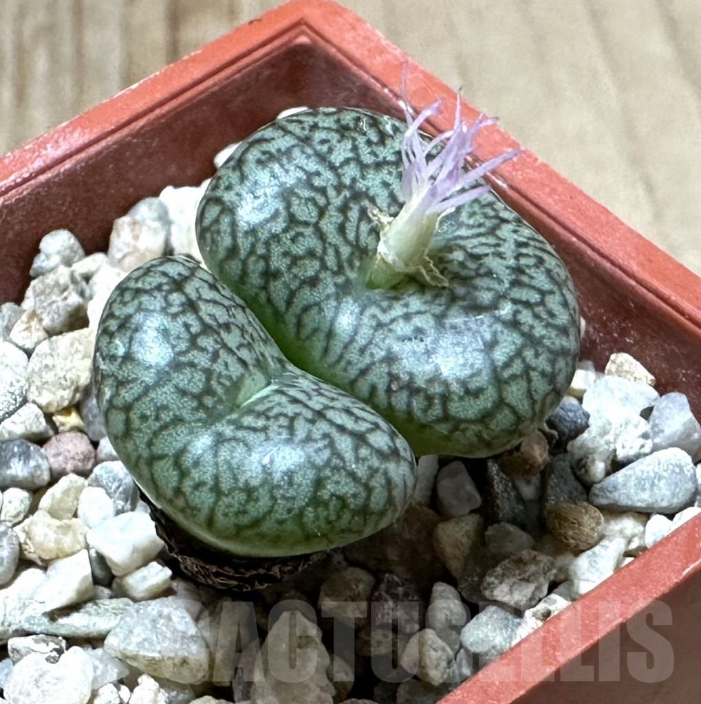 SHPR34913 Conophytum obcordellum v. ceresianum CR 1408 - Imagen 2