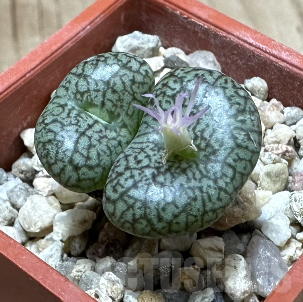 SHPR34913 Conophytum obcordellum v. ceresianum CR 1408