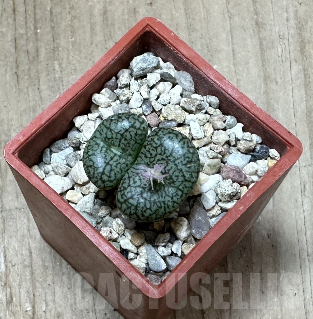 SHPR34913 Conophytum obcordellum v. ceresianum CR 1408 - Imagen 3