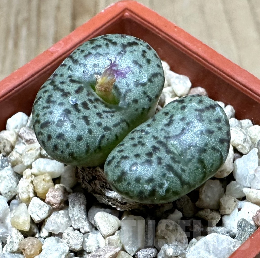 SHPR34914 Conophytum obcordellum v. ceresianum CR 1408 - Image 2